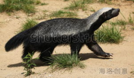 蜜獾视频,勇敢无畏的动物世界传奇